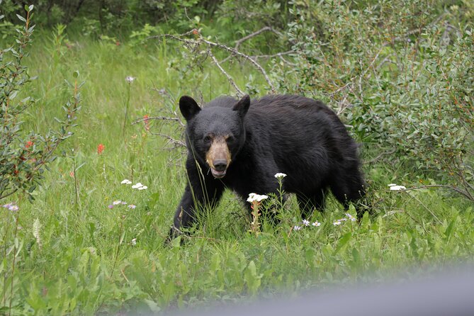4-Day Canadian Rockies & Banff Classic Summer Tour - Day 3: Icefields Parkway, Ice Explorer add-on, and the Jasper/Mount Robson drive