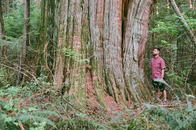Ancient Trees of Vancouver Walking Tour - What the 3-hour walk feels like in real time