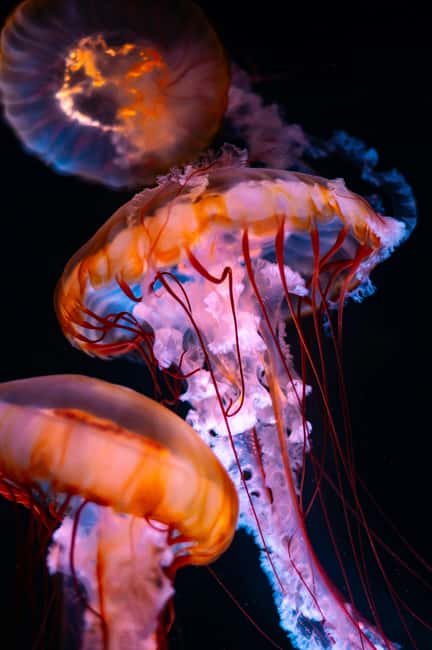 Aquarium & StanleyPark+20 Gem Spots+City/Vip Car+Small Group - A 3-in-1 Vancouver loop that keeps your legs happy