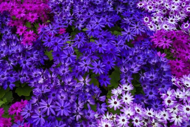 Best of Victoria and Butchart Gardens Day Tour from Vancouver - What the guided experience feels like in real life