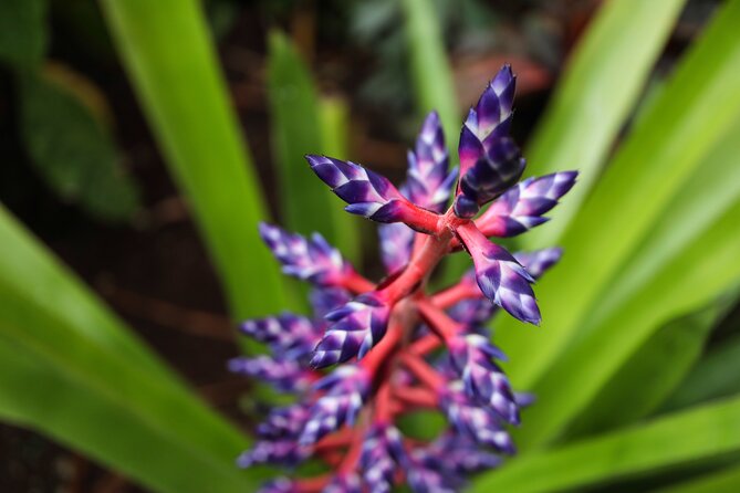 Bloedel Conservatory Admission Ticket - A rainy-day ticket that feels like a world away