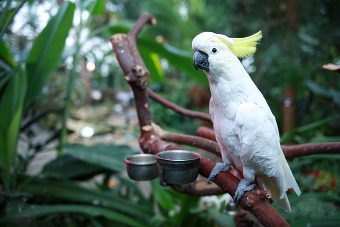 Bloedel Conservatory Admission Ticket - Kids get the scavenger hunt, and that changes everything
