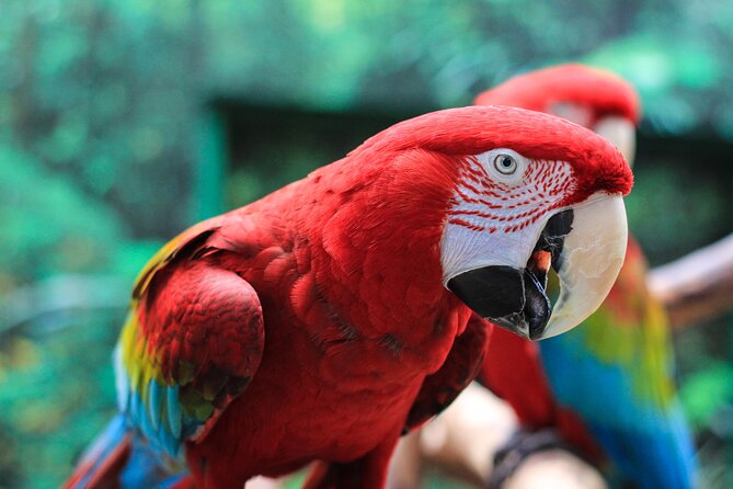 Bloedel Conservatory Admission Ticket - Best time to visit: opening hours and crowd reality