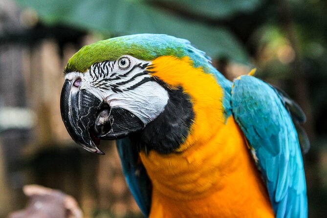 Bloedel Conservatory Admission Ticket - What you’ll actually see inside the Bloedel dome