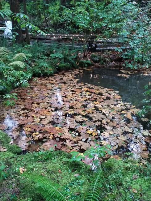 CAPILANO BR+GROUSE Mtn+STANLEY P+DAM+LAKE+HATCHERY/CAR/9in1 - Price and Value: Is $240 Worth It?