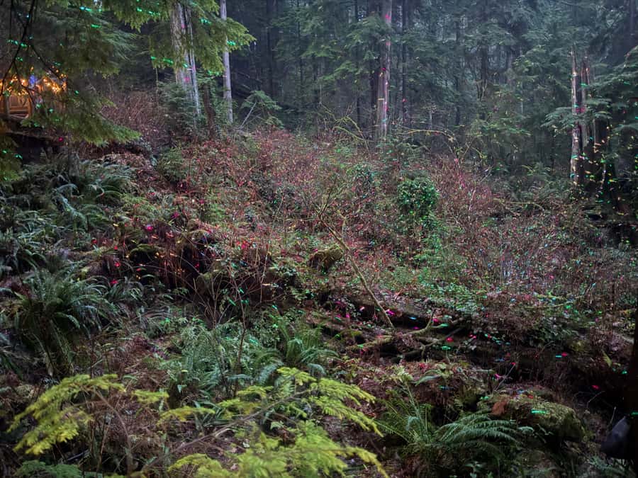 Capilano Suspension Bridge/Private/Small Group/By LUX CAR - Kia’palano and the Story Centre: meaning behind the scenery