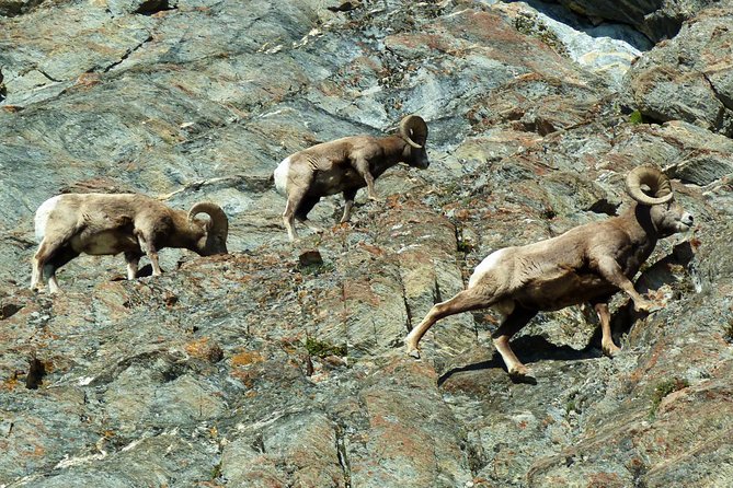 Caribou - Discover the Best of the Rockies (8-Days) - Day 3 on the Icefields Parkway loop: Lake Louise to Moraine, Glacier, Peyto