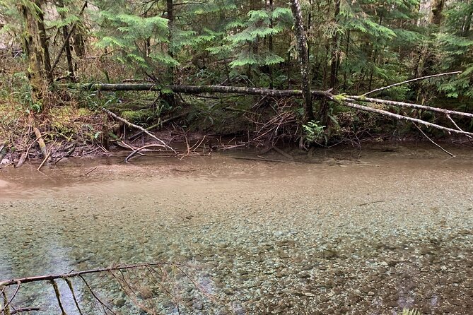 Experience the Beauty of Vancouver’s Forests by Bike/E-Bike - What to Watch For in the Trees (Coyotes, Eagles, and More)