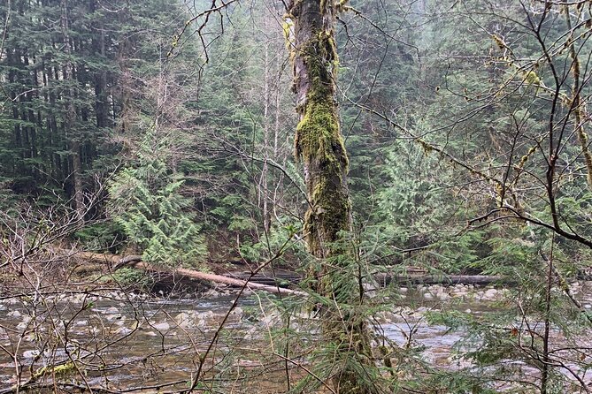 Experience the Beauty of Vancouver’s Forests by Bike/E-Bike - Price and Value: What You Get for About $112