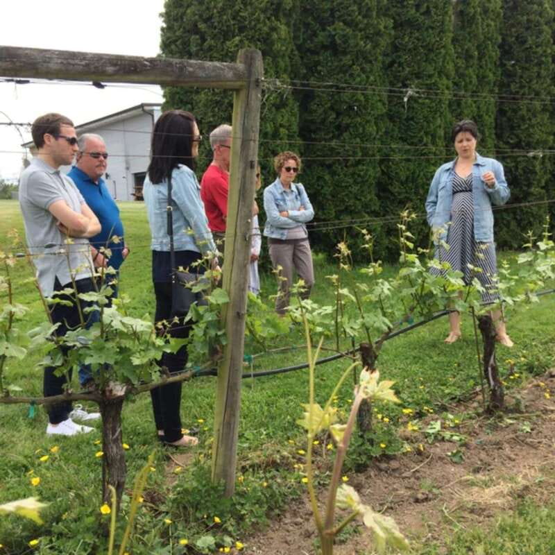 From Vancouver: Fraser Valley Wine Tour with Local Tastings - Who should book this Fraser Valley wine tour?