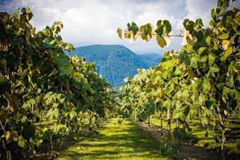 From Vancouver: Half-Day Fraser Valley Wine Tour - Should You Book This Tour? My Practical Take
