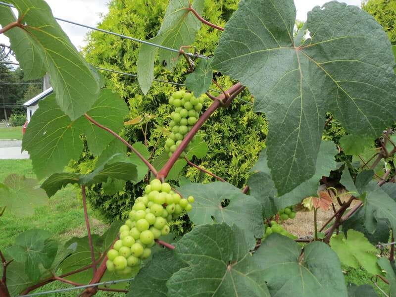 From Vancouver: Half-Day Fraser Valley Wine Tour - Backyard Vineyards and the First Round of Tastings