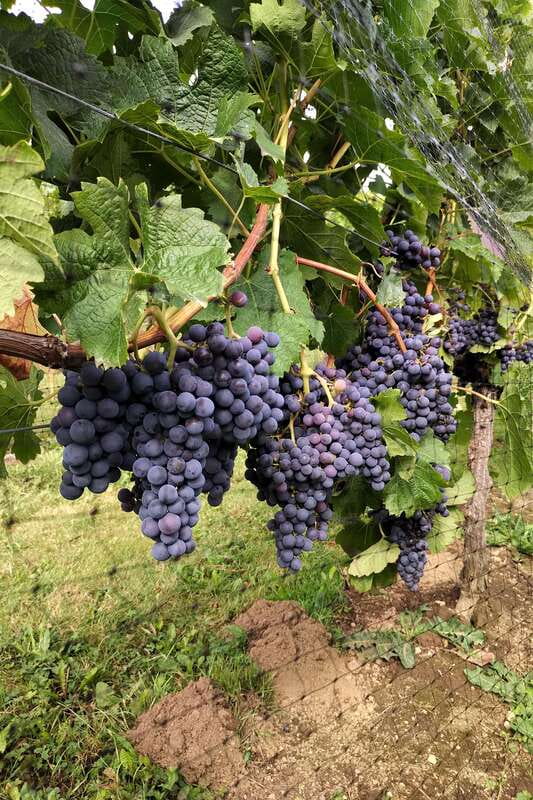 From Vancouver: Half-Day Fraser Valley Wine Tour - Price and Value: Is $138 Worth It?