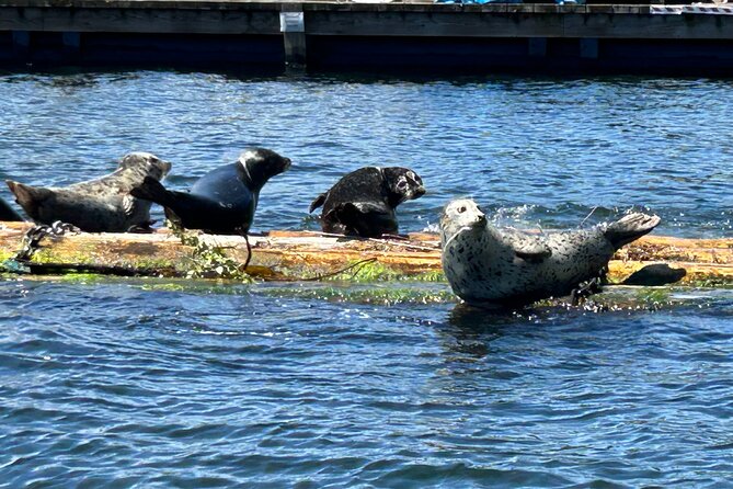 Granite and Silver Falls Private Boat Tour in Vancouver - Who this tour is best for (and who should rethink it)