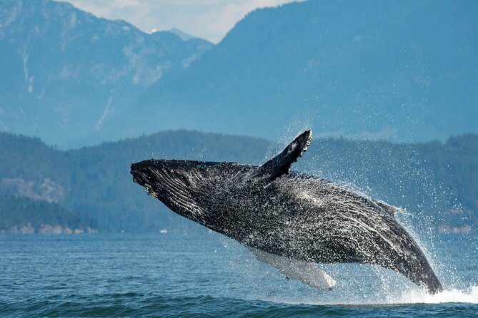Intimate West Coast Whale Watching - Partly-Sheltered - Key Highlights You’ll Actually Notice