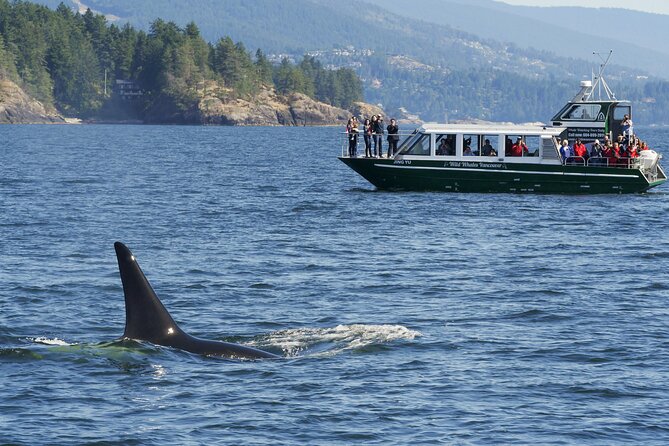 Intimate West Coast Whale Watching - Partly-Sheltered - A Small-Boat Whale Hunt from Granville Island