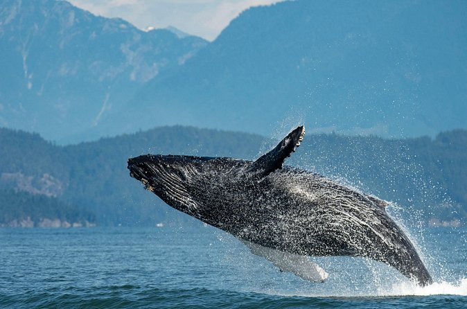 Intimate West Coast Whale Watching - Partly-Sheltered - The Whales You’re Most Likely to See (and the Signs to Watch)