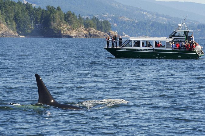 Intimate West Coast Whale Watching - Partly-Sheltered - Price and Value: Is $169.34 Worth It?