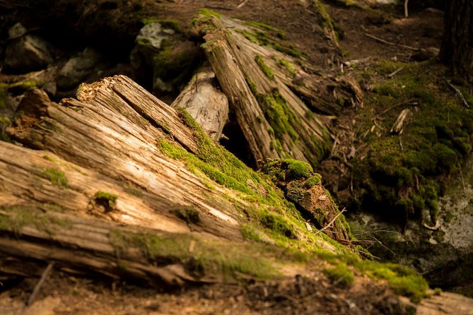 Mesmerizing Nature Walk in Lynn Canyon Park - The quick history stop that sets the stage before the walking