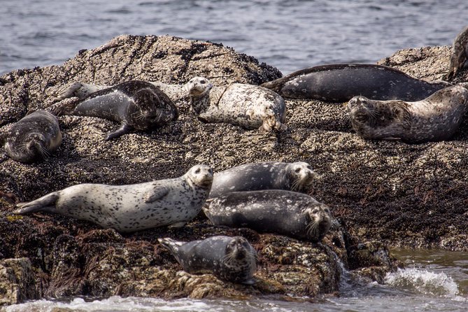 Morning Kayak & Seal Cruise in Vancouver - Price and value: is $89.76 worth it?