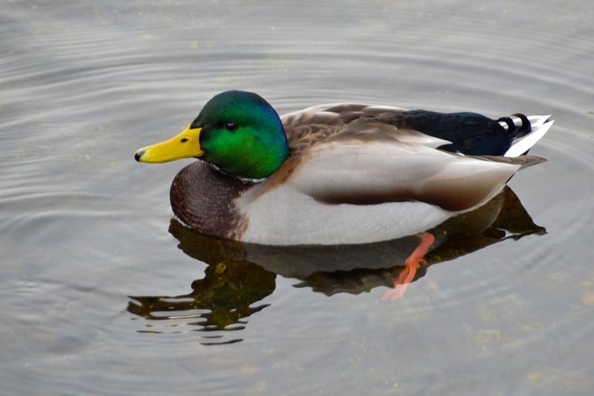 Photography, Hiking & Ferry to Bowen Island - Price and Value: Why This Costs More Than a Basic Walk