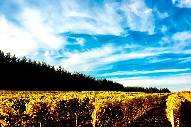 Premium Fraser Valley and White Rock Private Wine Tour - Key Highlights You’ll Actually Care About