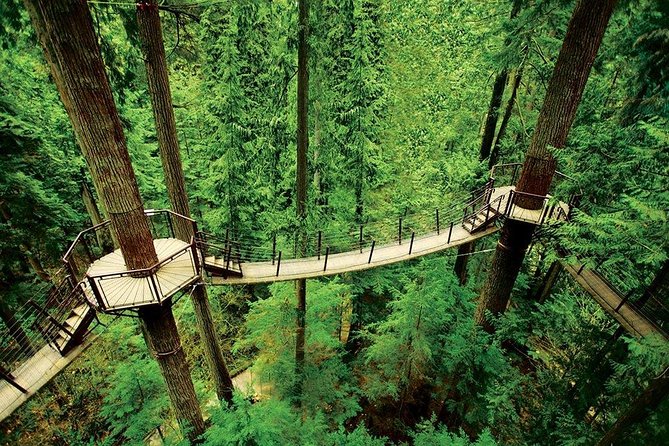 Private Tour: Capilano Suspension Bridge and Grouse Mountain - Grouse Mountain: the Red Skyride up, then wildlife and viewpoints