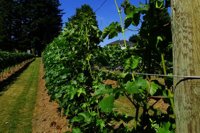 Private Tour: Vancouver Half Day Wine Tasting Tour - Winery stop 3: organic reds and a smooth Pinot Noir moment (Neck of the Woods)