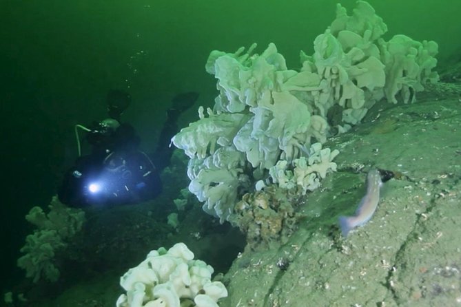 Scuba Dive Boat Charter in Vancouver (Certified Divers Only!) - Key highlights and why they matter