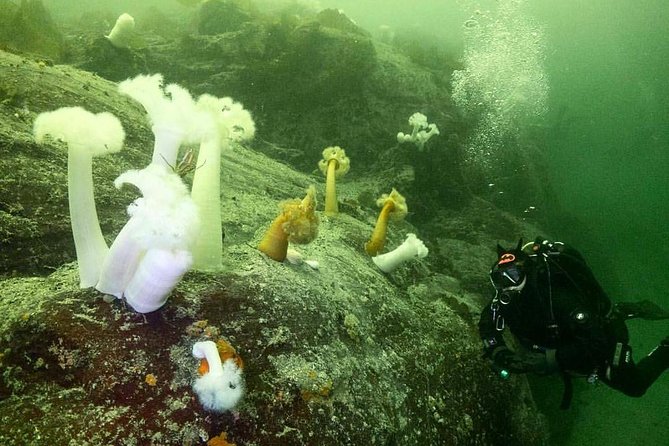 Scuba Dive Boat Charter in Vancouver (Certified Divers Only!) - Two very different sessions: rock bed views versus a wall dropping into the bay