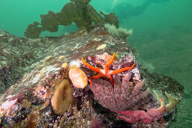 Scuba Dive Boat Charter in Vancouver (Certified Divers Only!) - Cold-water comfort: heated cabin, warm-up soup, and what to wear