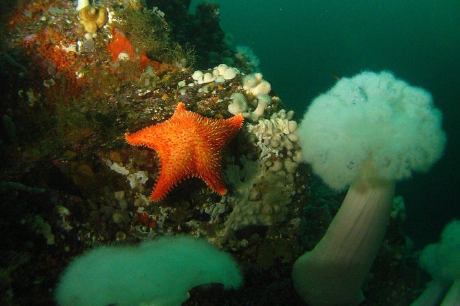 Scuba Dive Boat Charter in Vancouver (Certified Divers Only!) - Check-in at 6655 Royal Ave: the 30-minute window that keeps things smooth