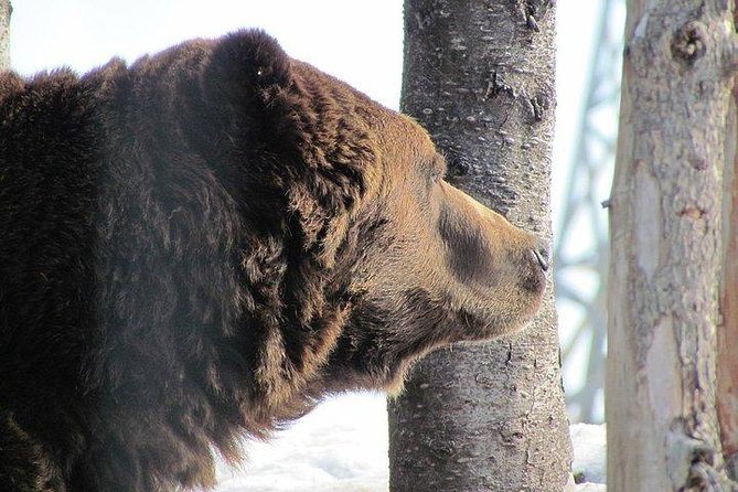 Small Group Tour: Capilano Suspension Bridge and Grouse Mountain from Vancouver - Who This Tour Suits Best (and Who Should Rethink It)