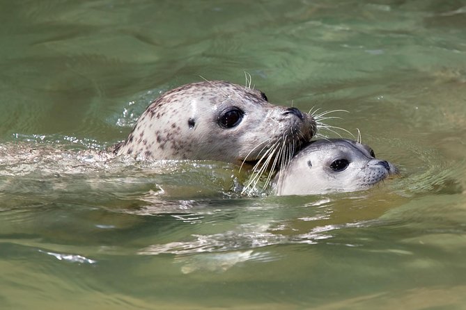 Snorkel, Kayak, and Seal Adventure: Vancouver Boat Tour - Switching to Sightseeing-Only: Watching Without Getting Wet