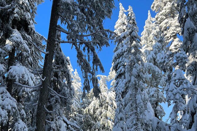 Snowshoeing In Vancouver's Winter Wonderland - Price and value: $119.72 feels fair when you itemize the basics