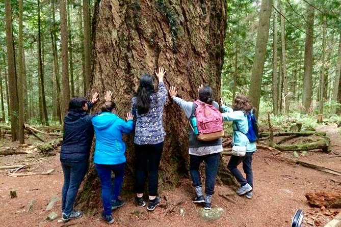 Talking Trees: Stanley Park Indigenous Walking Tour Led by a First Nations Guide - The included tea moment: Talaysay Hush Tea and a slower rhythm