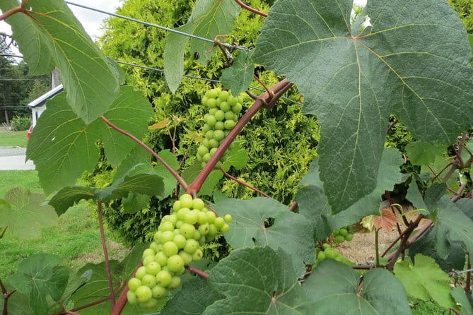 The Fraser Valley Winery Tour - Quick hits: what makes this tour work so well