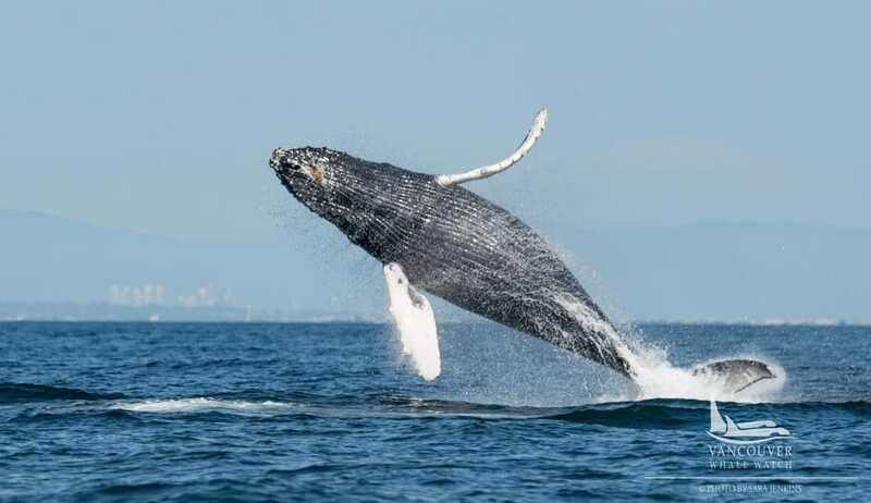 Vancouver, BC: Whale Watching Tour Small Zodiac with Guide - Views from the Gulf Islands: the part you feel even between sightings