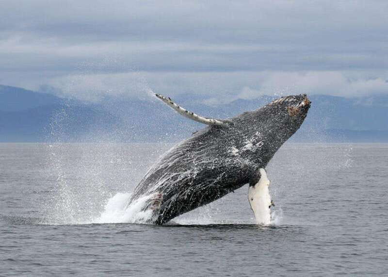 Vancouver, BC: Whale Watching Tour with Guide - Key things I’d circle before you book