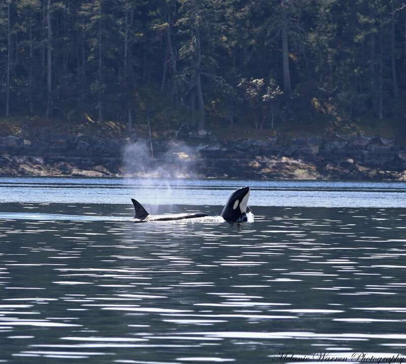 Vancouver, BC: Whale Watching Tour with Guide - What You’ll Actually See in the Strait of Georgia