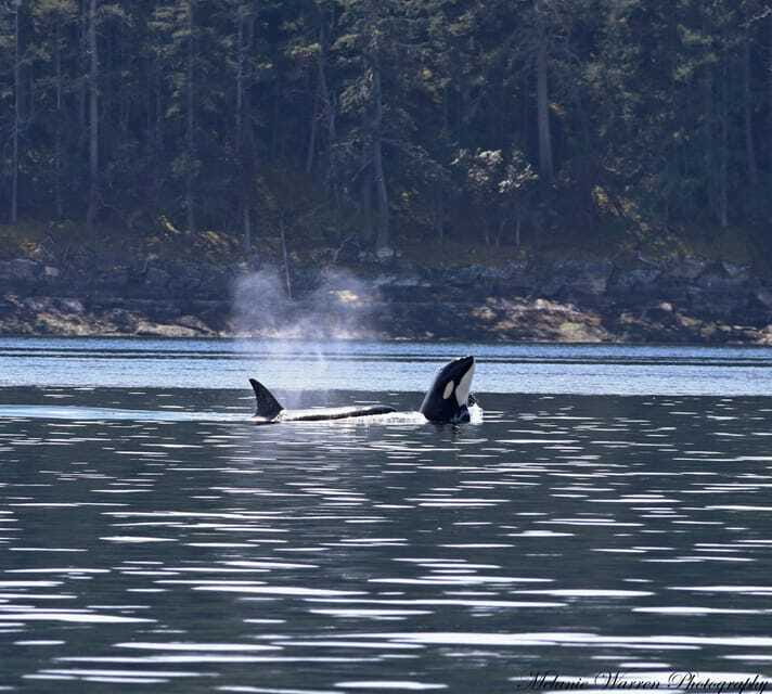Vancouver, BC: Whale Watching Tour with Guide - How the Naturalist Guide Turns Sightings Into Real Understanding