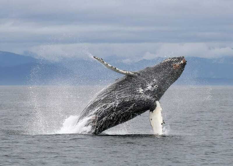 Vancouver, BC: Whale Watching Tour with Guide - What to Bring (and What You Can Borrow)