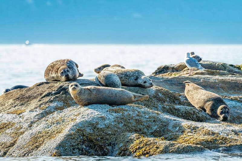 Vancouver: Boat to Bowen Island on UNESCO Howe Sound Fjord - Who Should Book This Bowen Island Boat Tour (and Who Should Skip It)