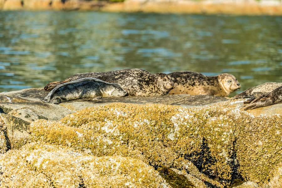 Vancouver: City and Seal Boat Tour - West Vancouver Homes, Freighters, and the Seal Colony