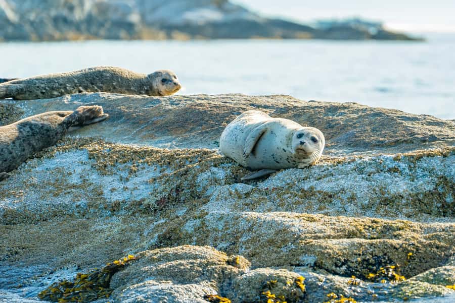 Vancouver: City and Seal Boat Tour - Who Should Book This (and Who Should Skip It)