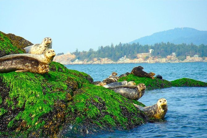 Vancouver City and Seal Colony Scenic Boat Tour - Granville Island launch point: start where the city feels alive