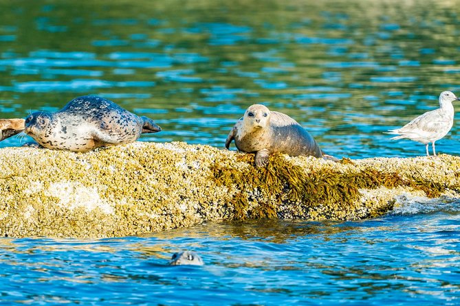 Vancouver City and Seal Colony Scenic Boat Tour - Lions Gate Bridge and Stanley Park views: the iconic finale