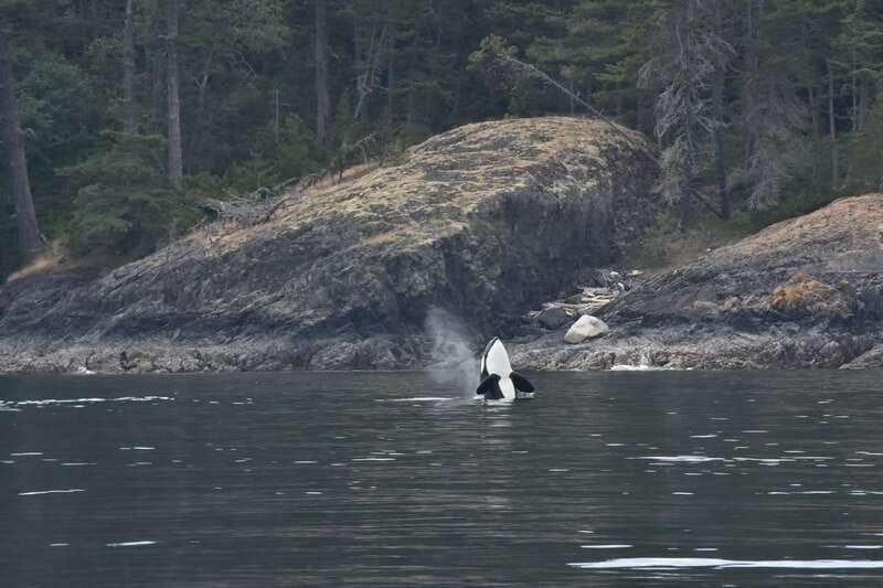 Vancouver: Covered Whale Watching Adventure with Free Photos - Booking checklist you can use right now