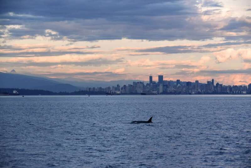 Vancouver: Covered Whale Watching Adventure with Free Photos - Granville Island start: quick check-in and the best place to watch