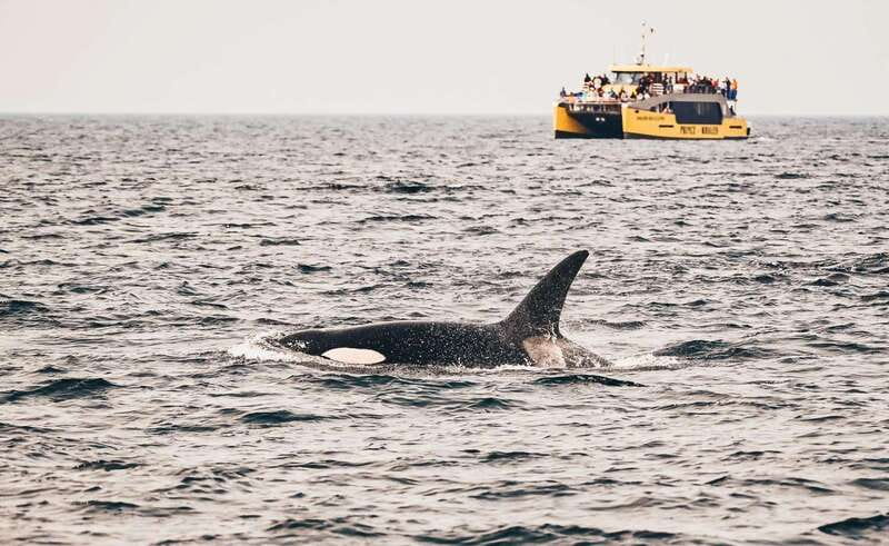 Vancouver: Covered Whale Watching Adventure with Free Photos - How the crew turns sightings into something you actually understand